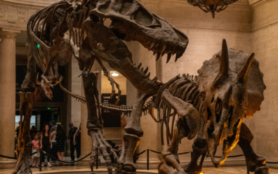 Dinosaur Attractions Nearby!