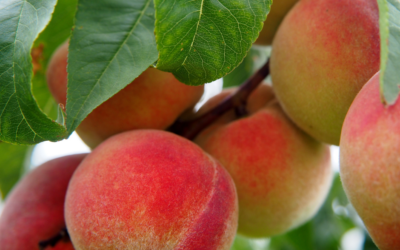Pick Your Own Fruit and Flowers