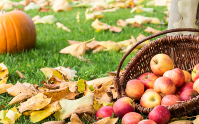 Pick Your Own Apples, Pumpkins and More!