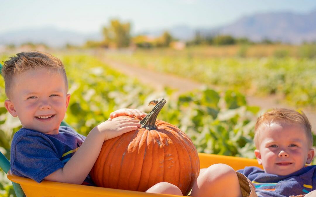 Pumpkin Patches for the 2025 Fall Season!