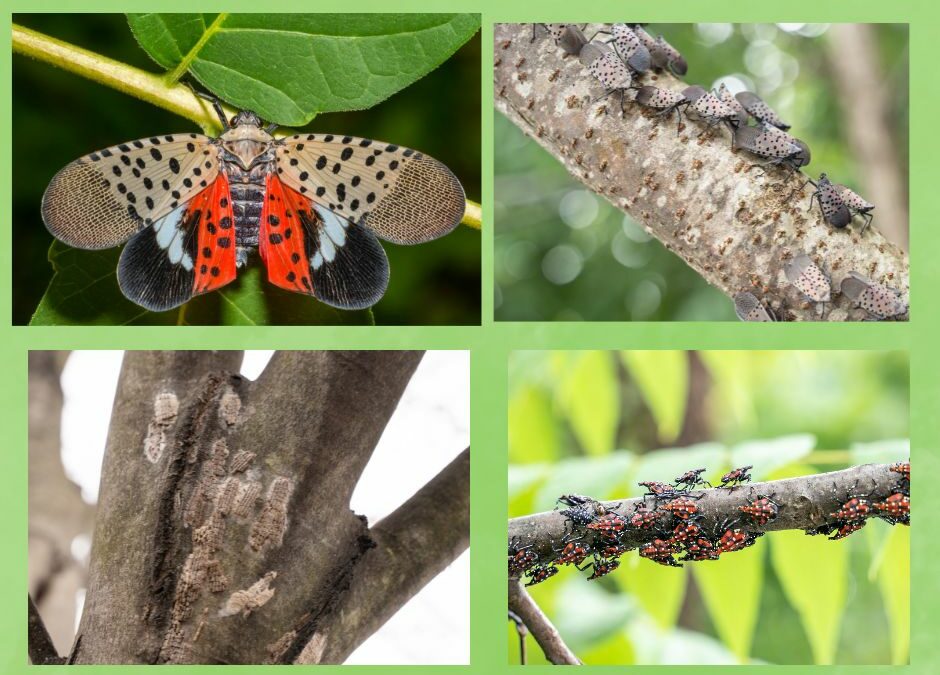 Mosquito Squad: Helping Fight the Spotted Lanternfly in NY