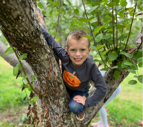 apple picking in the tree