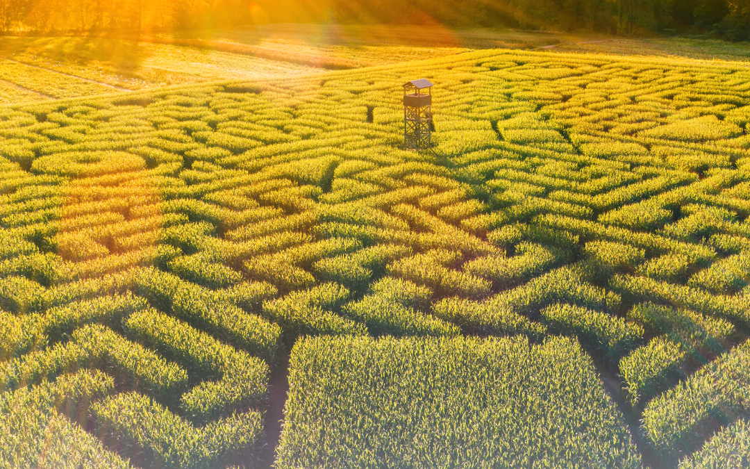 Find Your Way Through A Corn Maze!