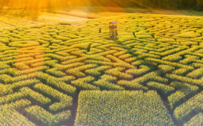 Find Your Way Through A Corn Maze!