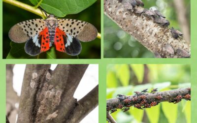 Have you heard about the Spotted Lanternfly?