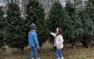 Where to Get Your Christmas Tree in Stamford