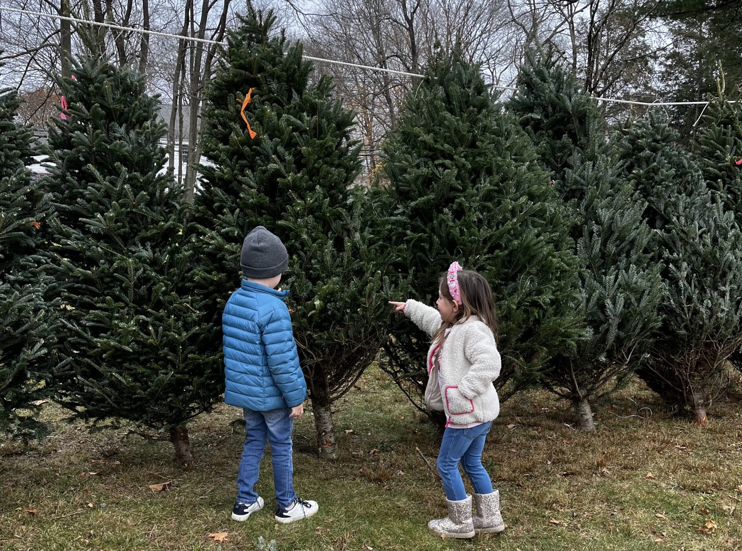 christmas tree in stamford