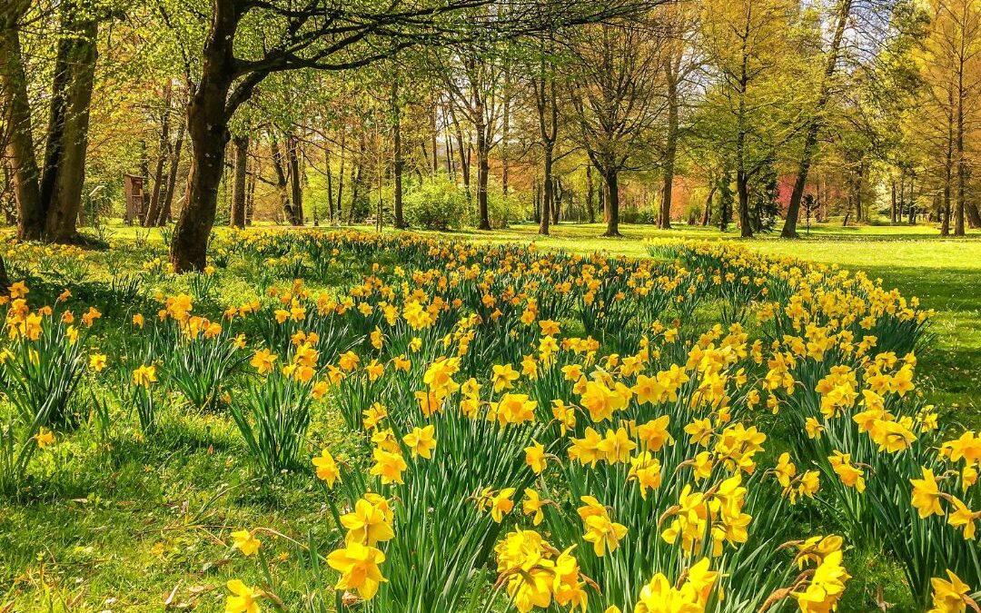 Where to See the Daffodils this Spring!