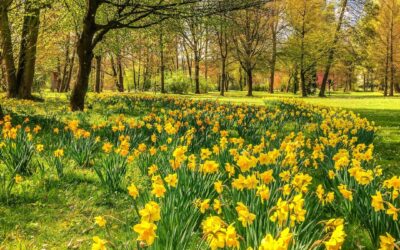 Where to See the Daffodils this Spring!