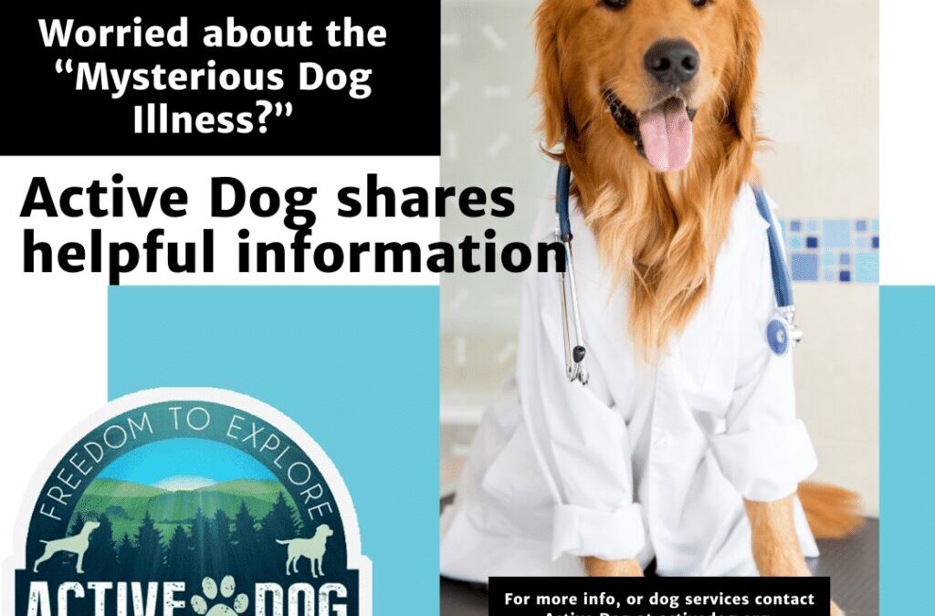Wondering about the “Mysterious Illness” affecting Dogs?