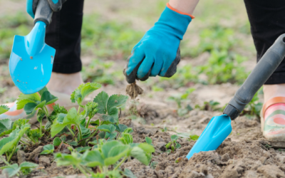Designs by Lee: 6 Early Spring Gardening Tips