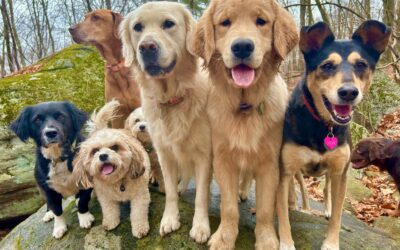 Tips to Keep Your Dog Mentally Healthy!