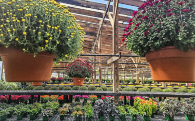 5 Fall Gardening Tips from Designs by Lee