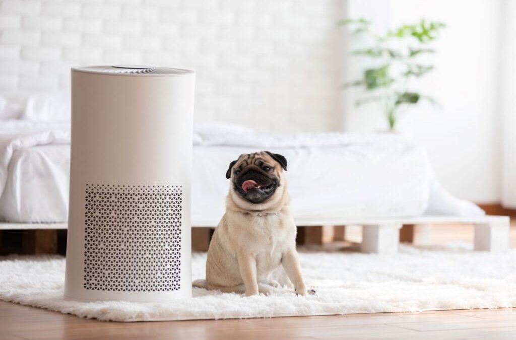 Mold in Humidifier: 2 Amazing Methods to Remove the Gross Mold
