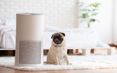 Mold in Humidifier: 2 Amazing Methods to Remove the Gross Mold