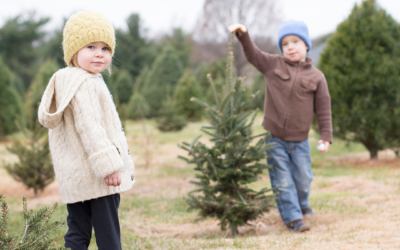 Where To Cut Your Christmas Tree This Year!