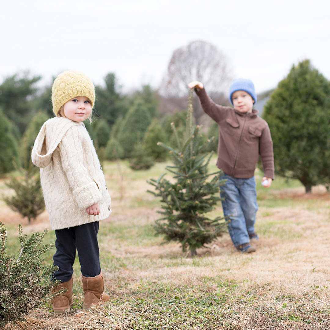 cut your christmas tree