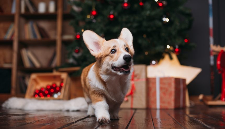 holiday pet safety