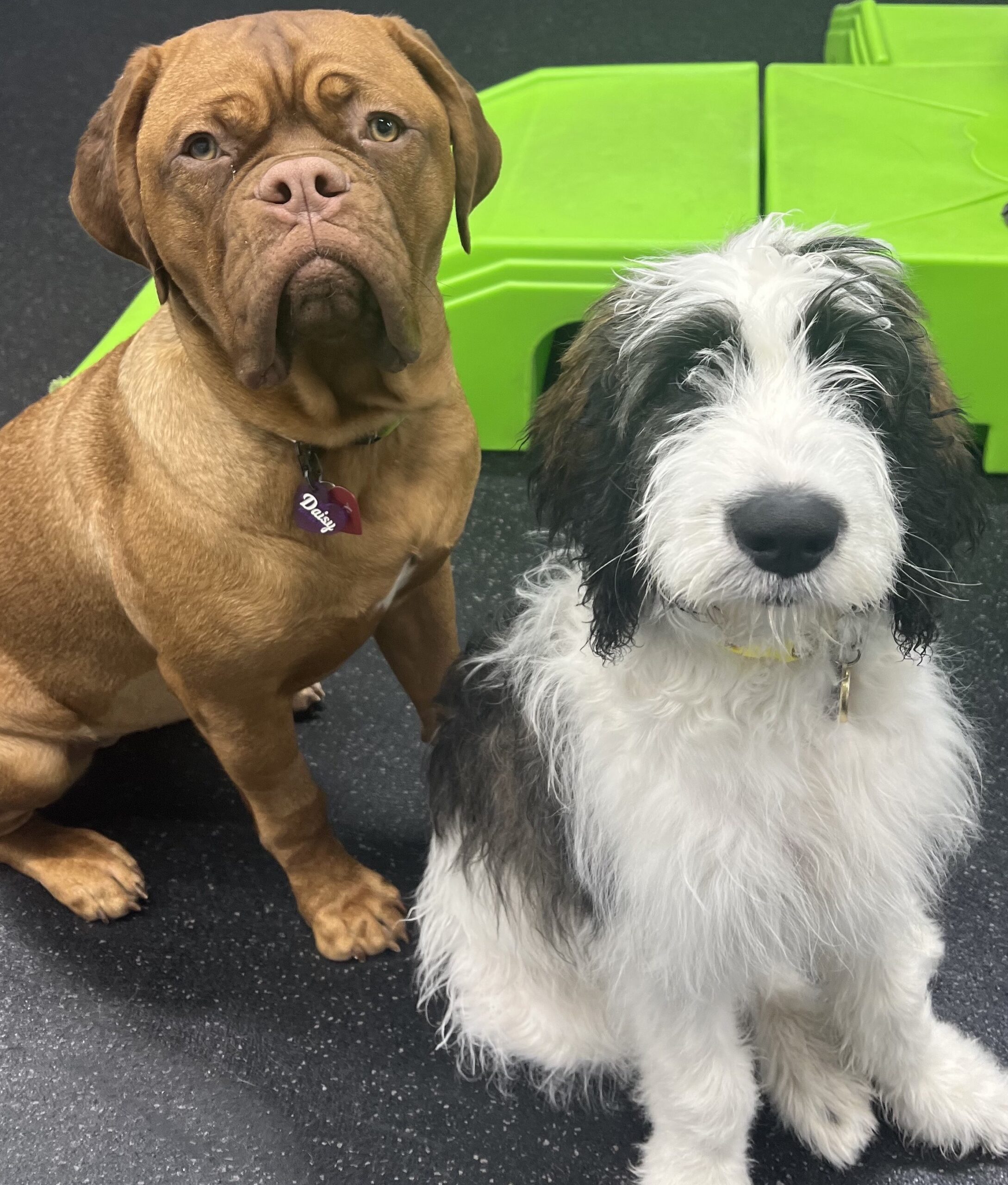 room for paws puppies