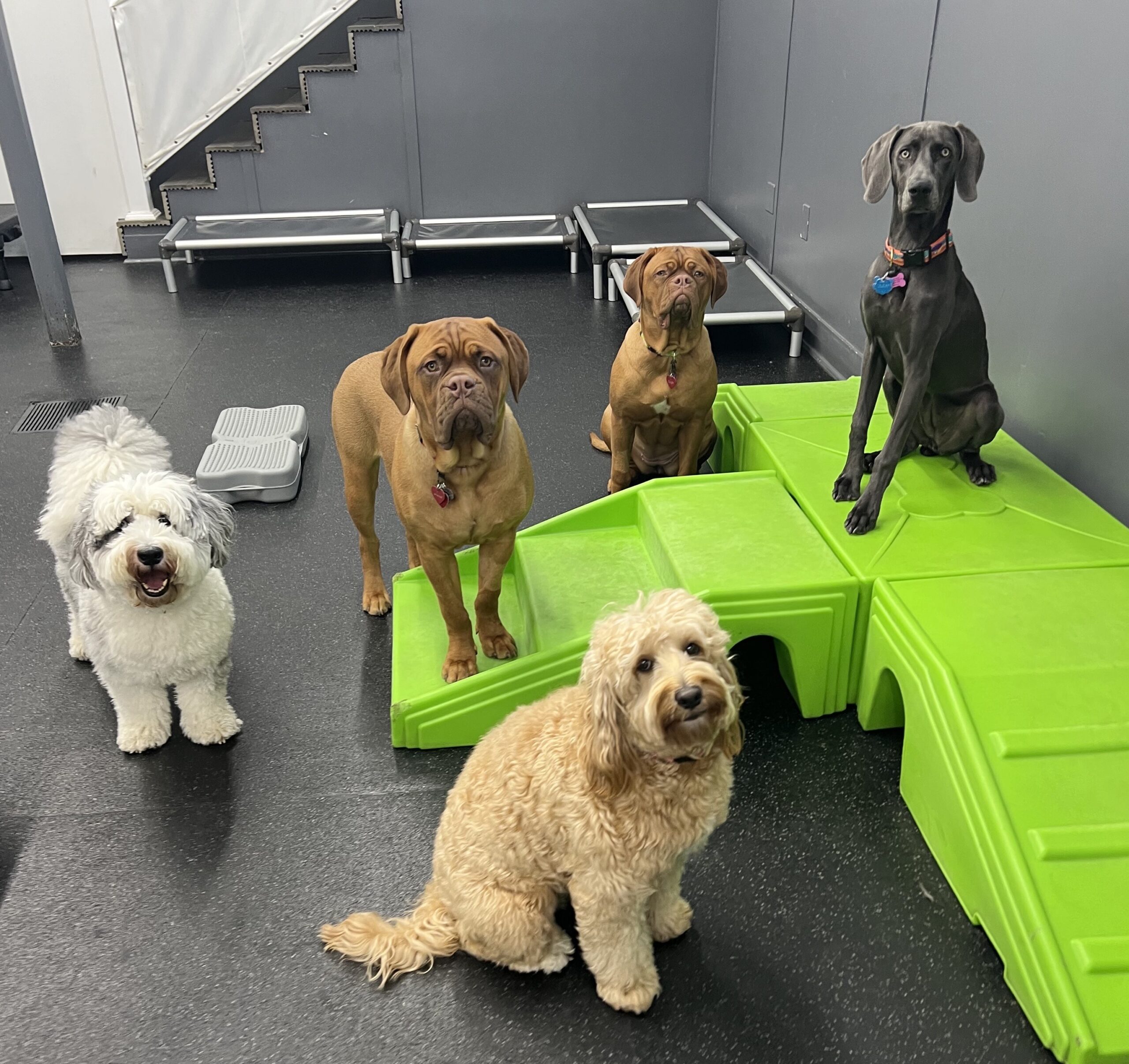 room for paws pets