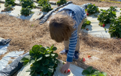 Strawberry U-Pick Farms around Miami in 2025