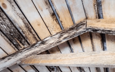 Mold in the Attic: Why it’s a Problem for Homeowners