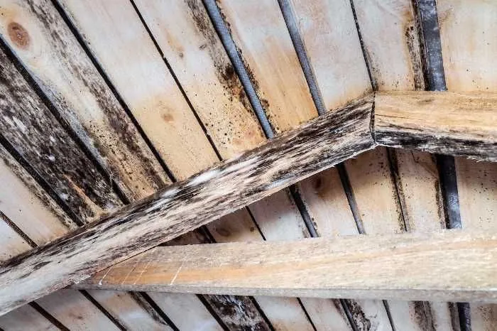 Mold in the Attic: Why it’s a Problem for Homeowners