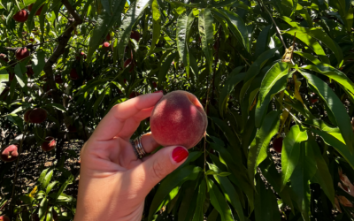 Where To Go Peach Picking in CT & NY!