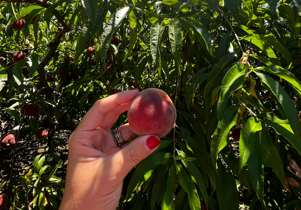 Where To Go Peach Picking in CT & NY!
