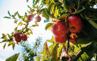 Apples, Pumpkins, Corn Mazes & More!