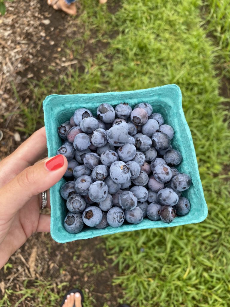 Blueberry Season at Silverman's Farm! FairfieldMoms