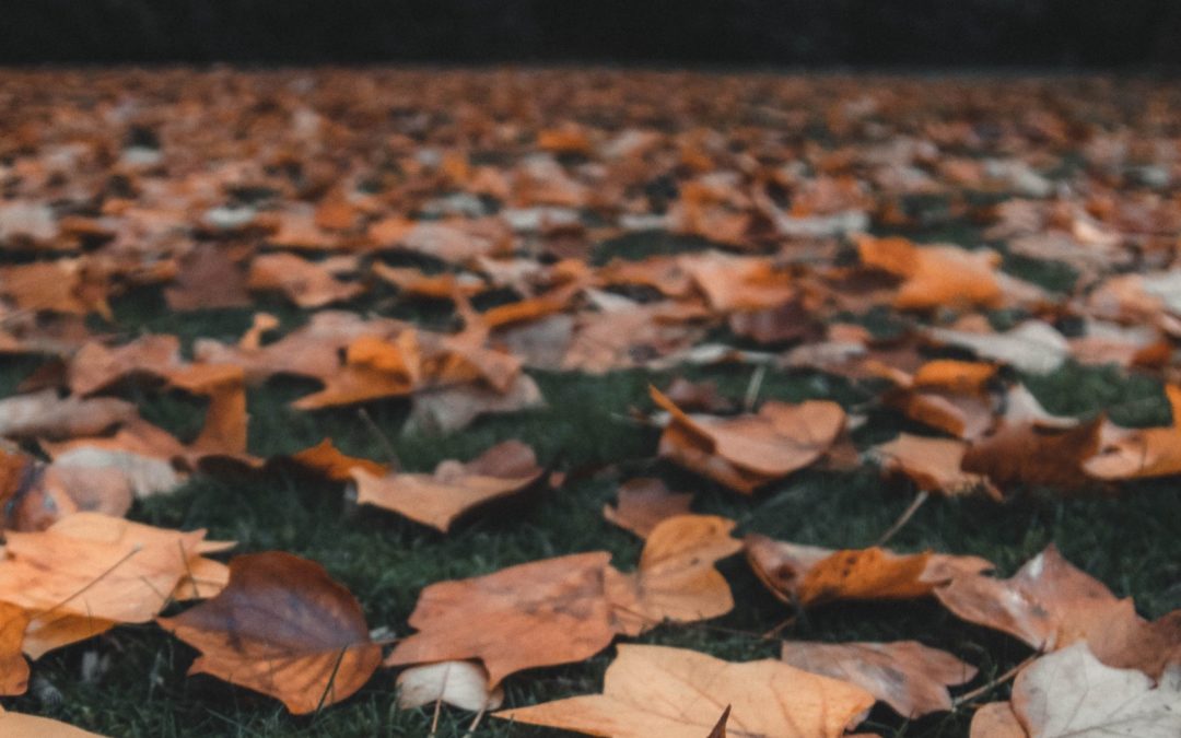 Leaf Pickup in the Town of Fairfield