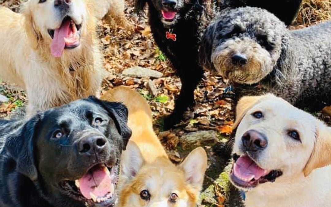 Wondering how to keep your dog busy while you’re busy?