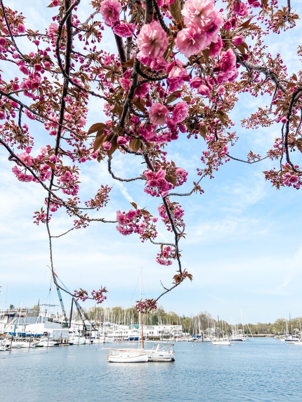The Best Places to See Cherry Blossoms in Westchester Sound Shore