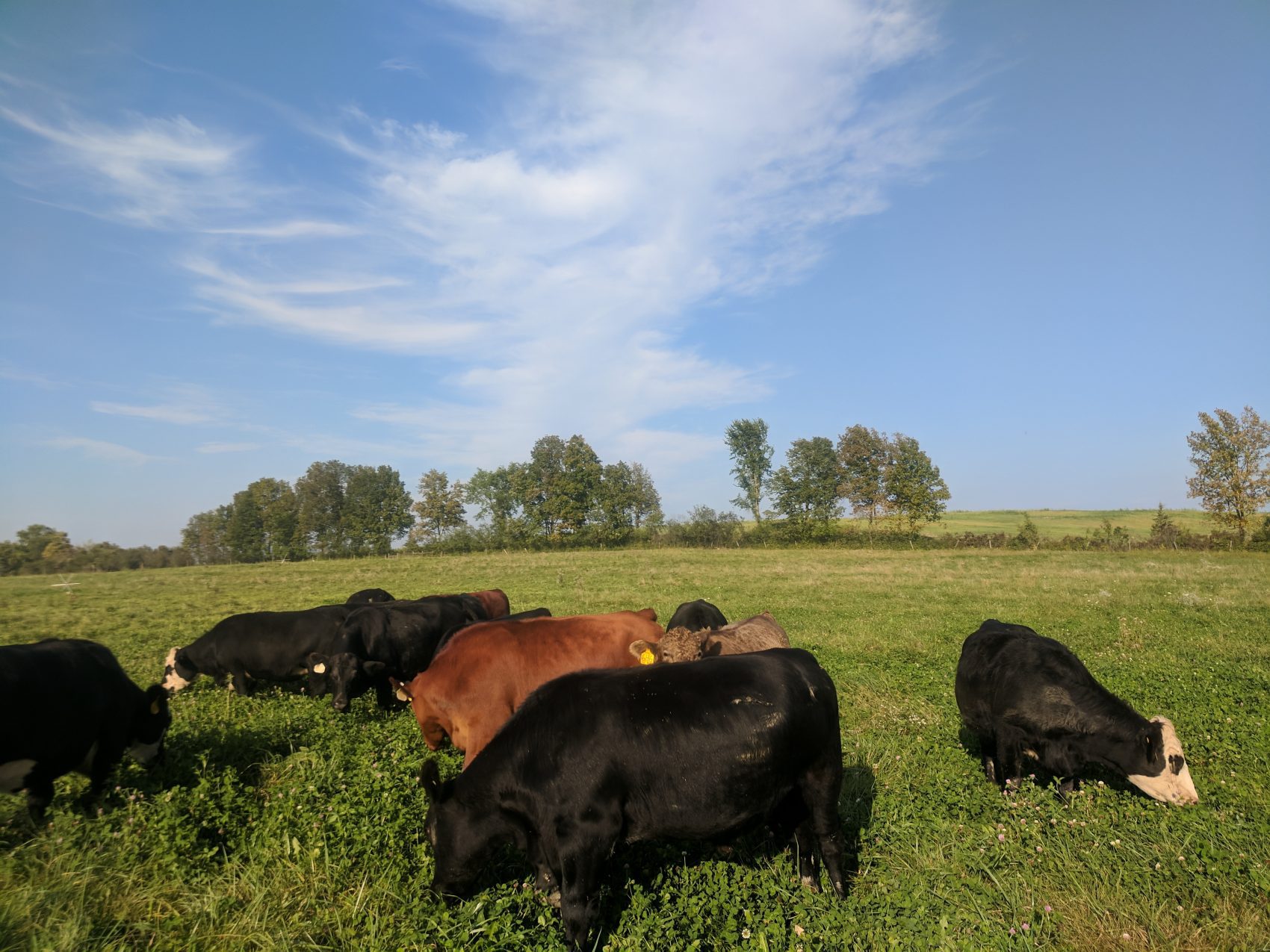 A Healthier, Locally-Raised Meat Option for Your Family!