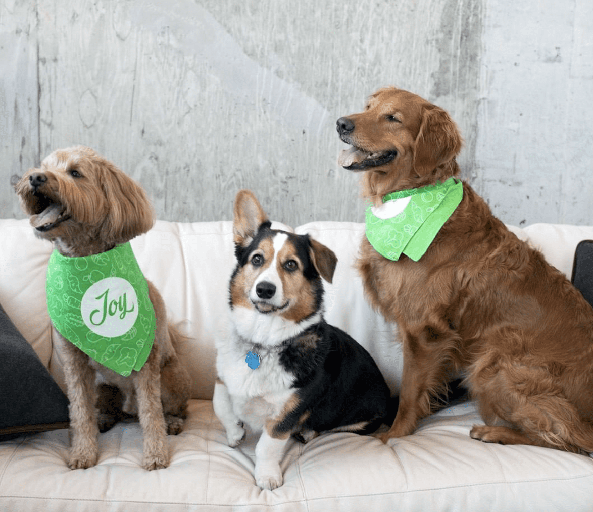 Feed Your Dog Fresh Foods for a Healthy, Happy Life