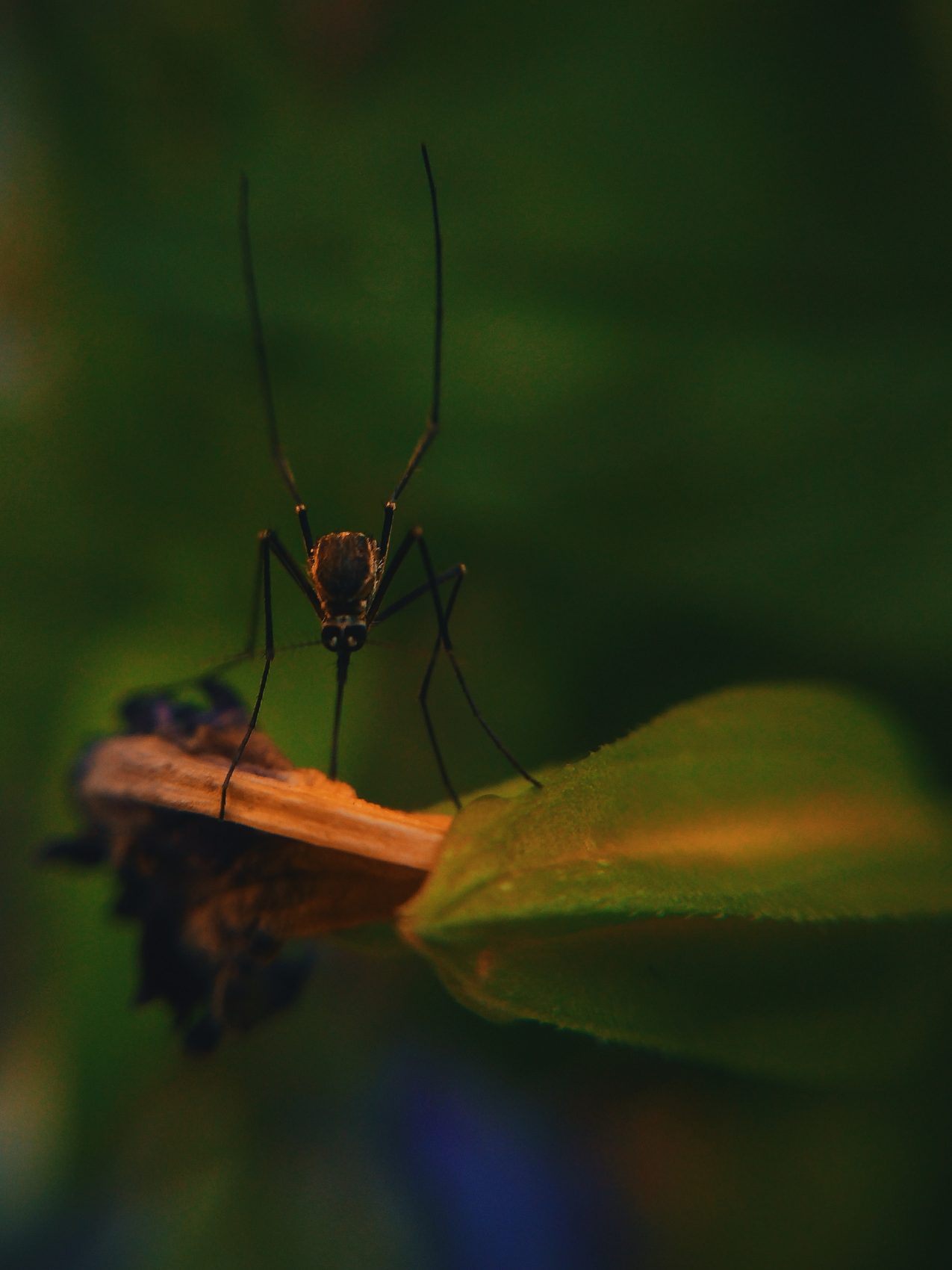 Mosquitoes Carrying the West Nile Virus in Westchester, and Here’s How to Reduce the Chance of Bites