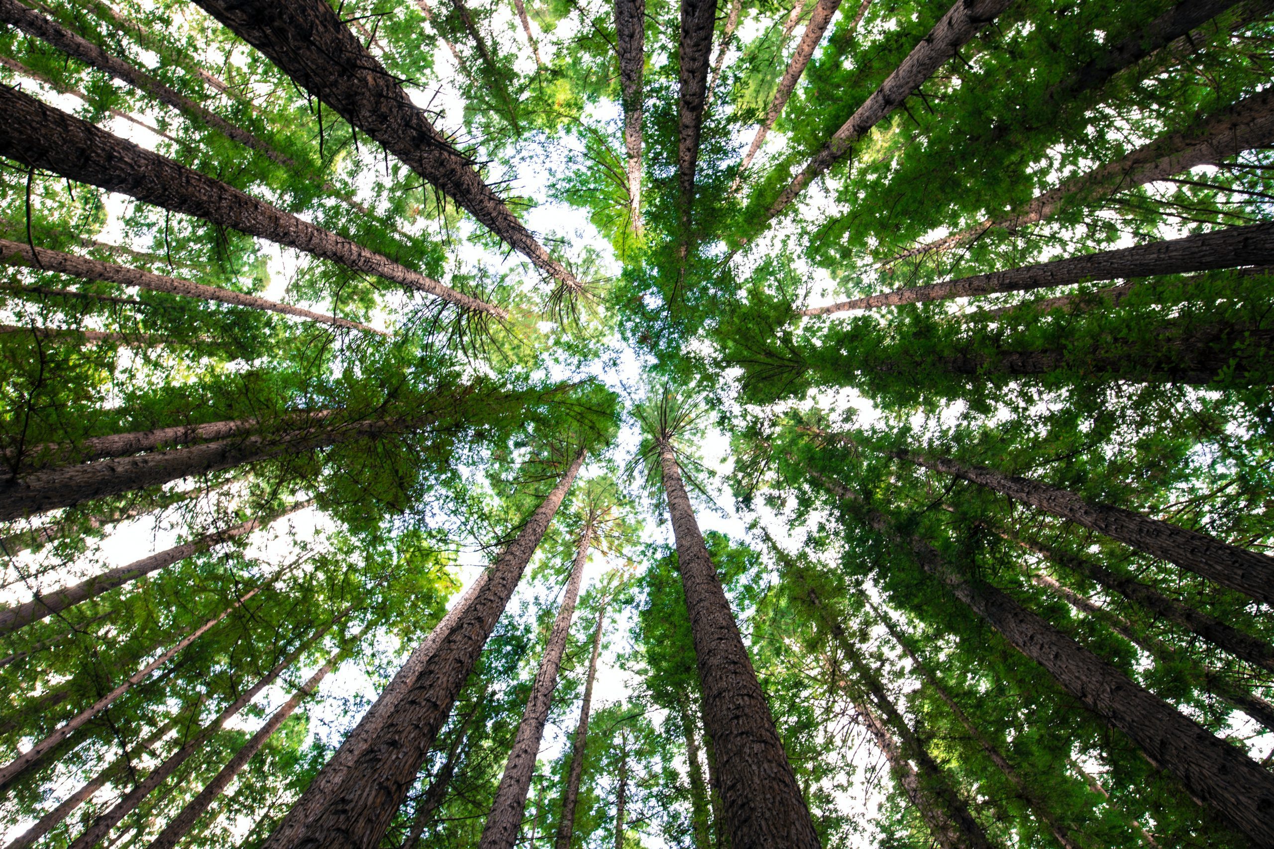 Arbor Day Kids’ Tree Art Competition and Exhibition