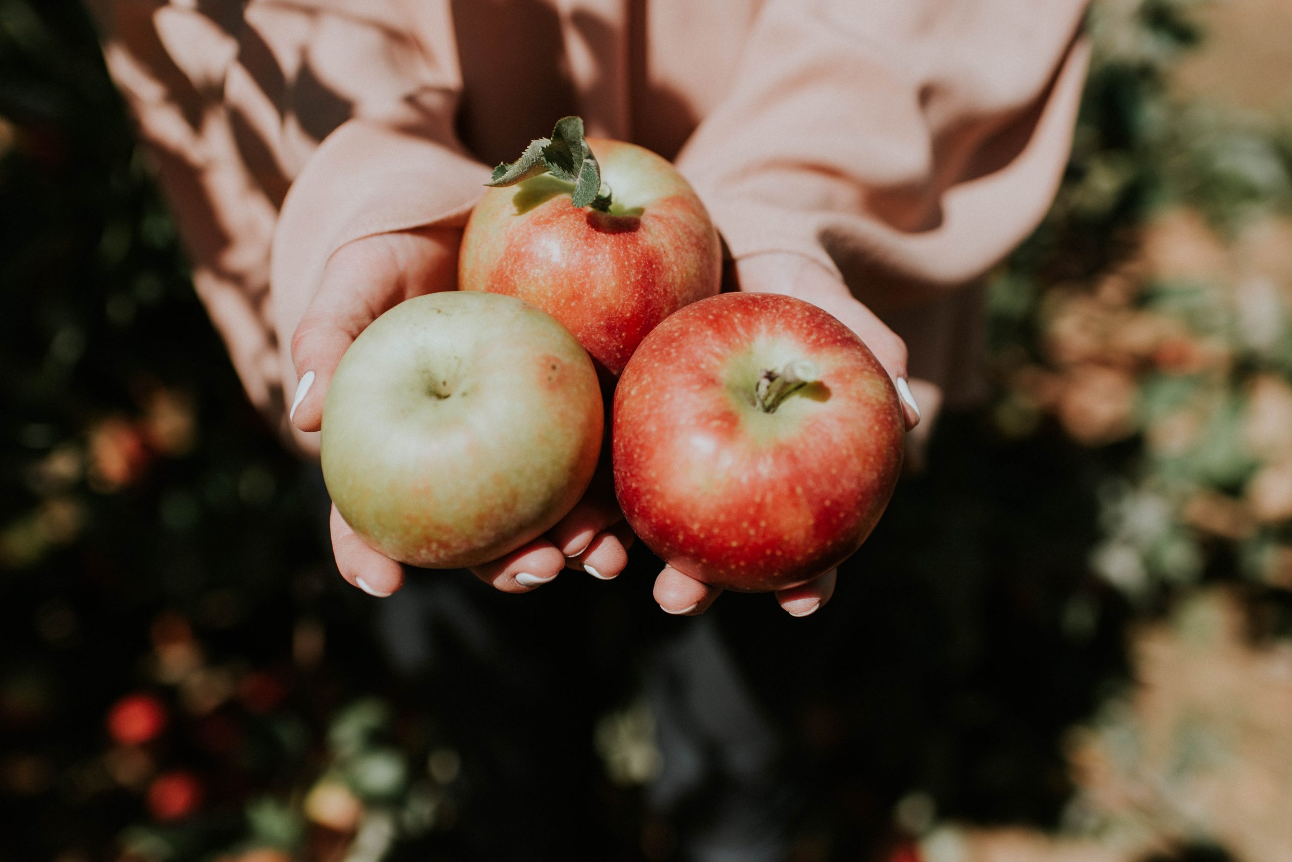 Apple Picking in Westchester