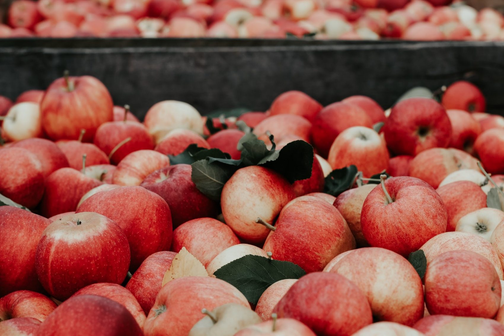 Apple Picking in Westchester