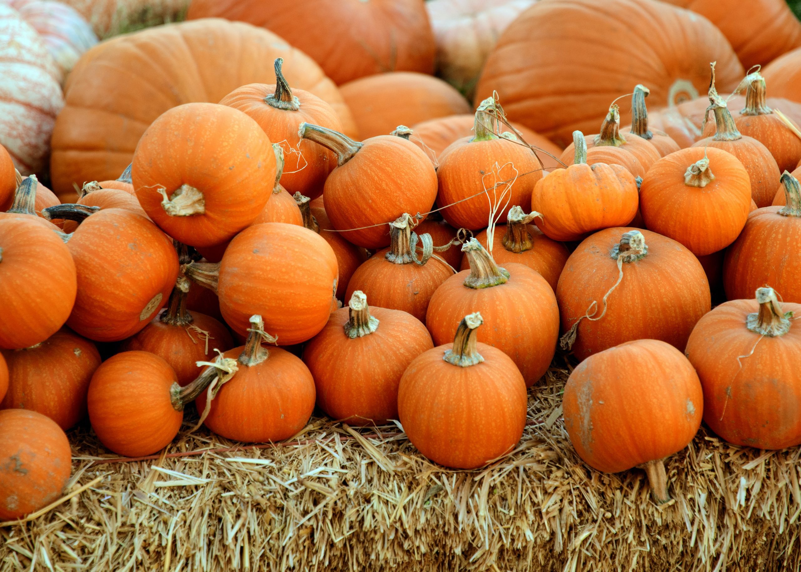 Where to Celebrate Halloween in Westchester