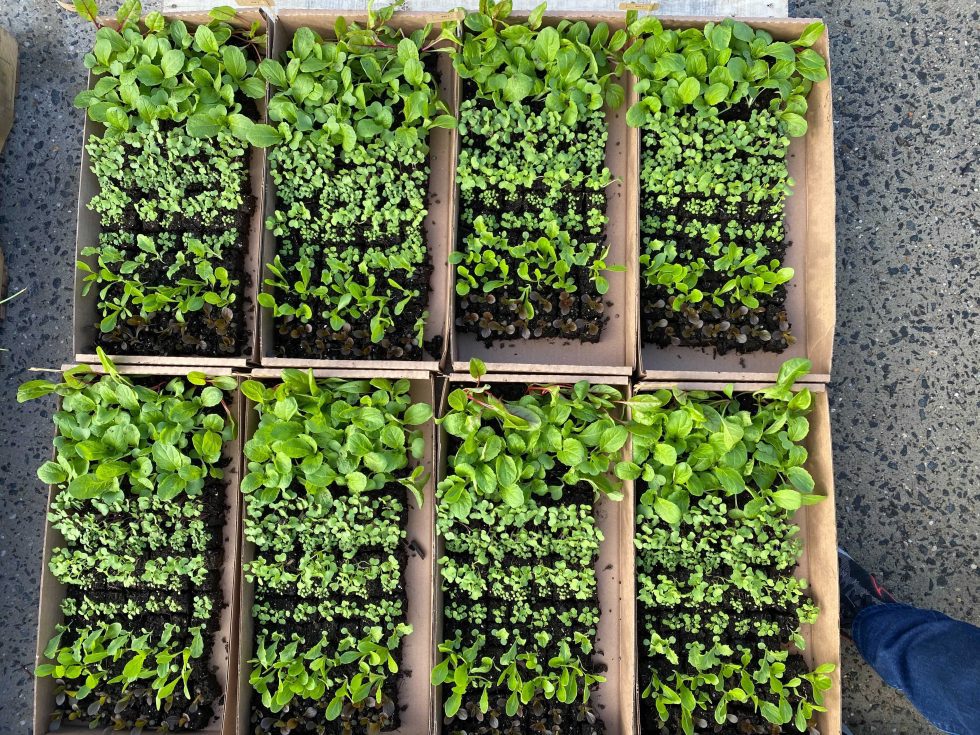 Grow Your Own Incredible, Edible Garden: Q&A with Stone Barns Center for Food & Agriculture