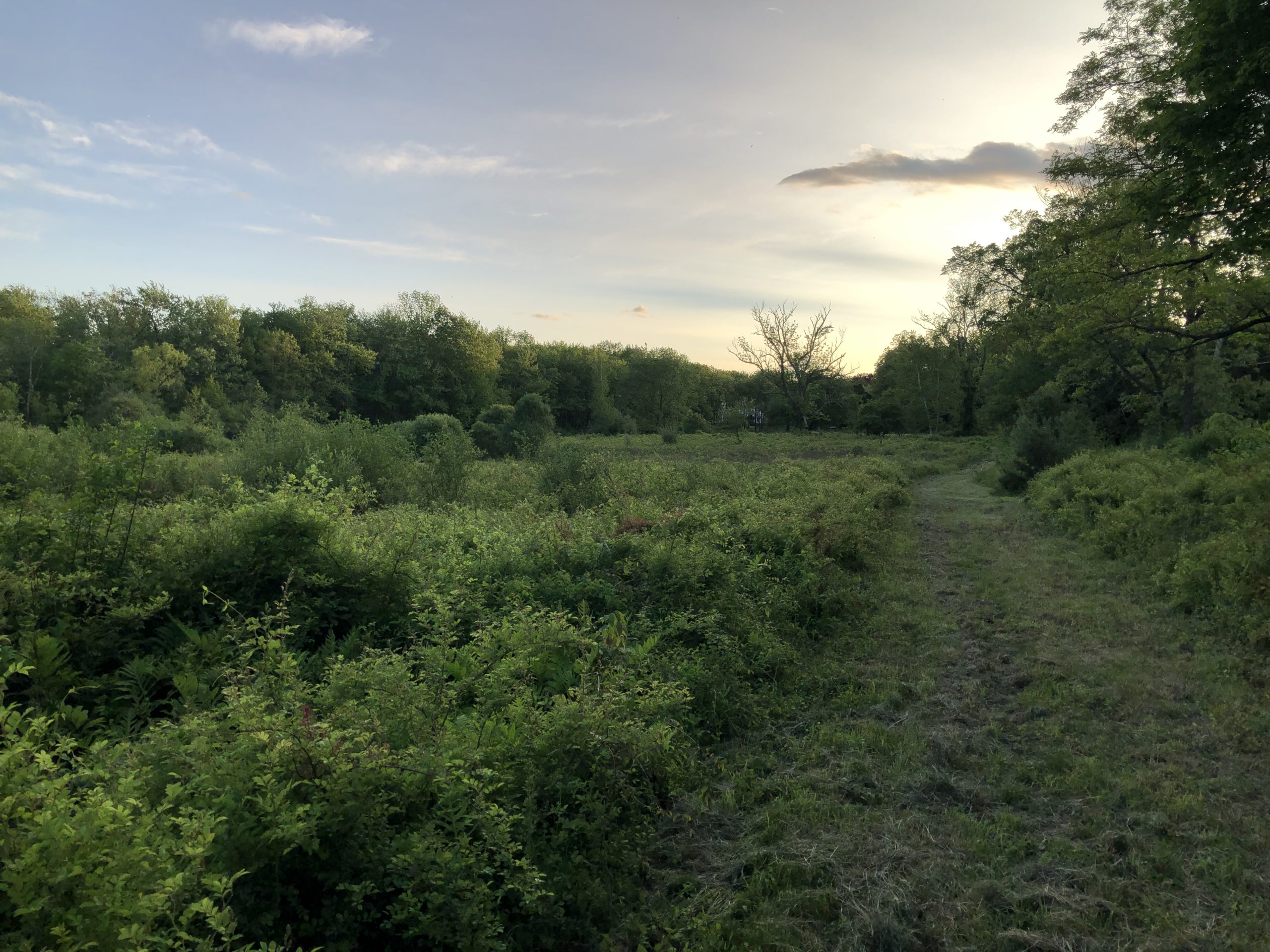 Westchester Land Trust and Healthy Yards Announce BioBlitz in Bedford Hills