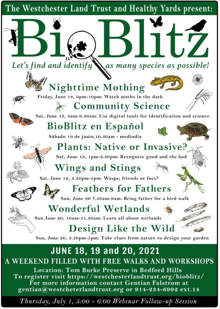 Westchester Land Trust and Healthy Yards Announce BioBlitz in Bedford Hills