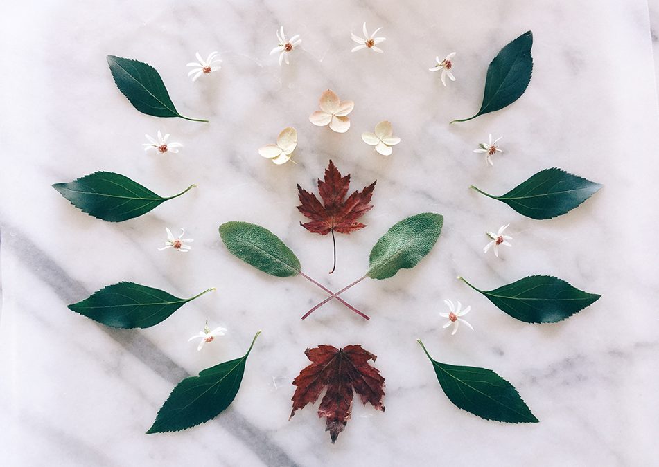 Fall Activity: Pressed Wax Paper Leaves