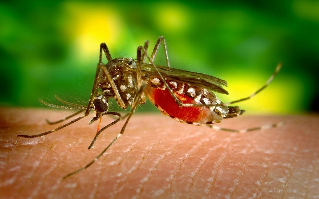 What You Need to Know about Tick and Mosquito-Borne Illness