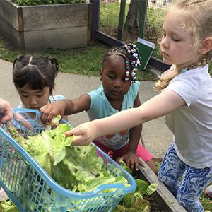 Stepping Stones: Farmers & Friends Family Picnic