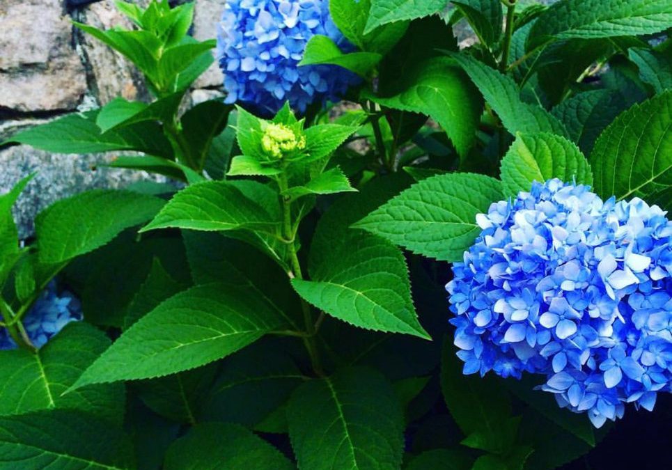 How To Get Insta Worthy Hydrangeas!