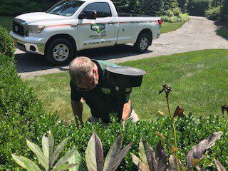 How to Discourage Deer from Eating Your Plants