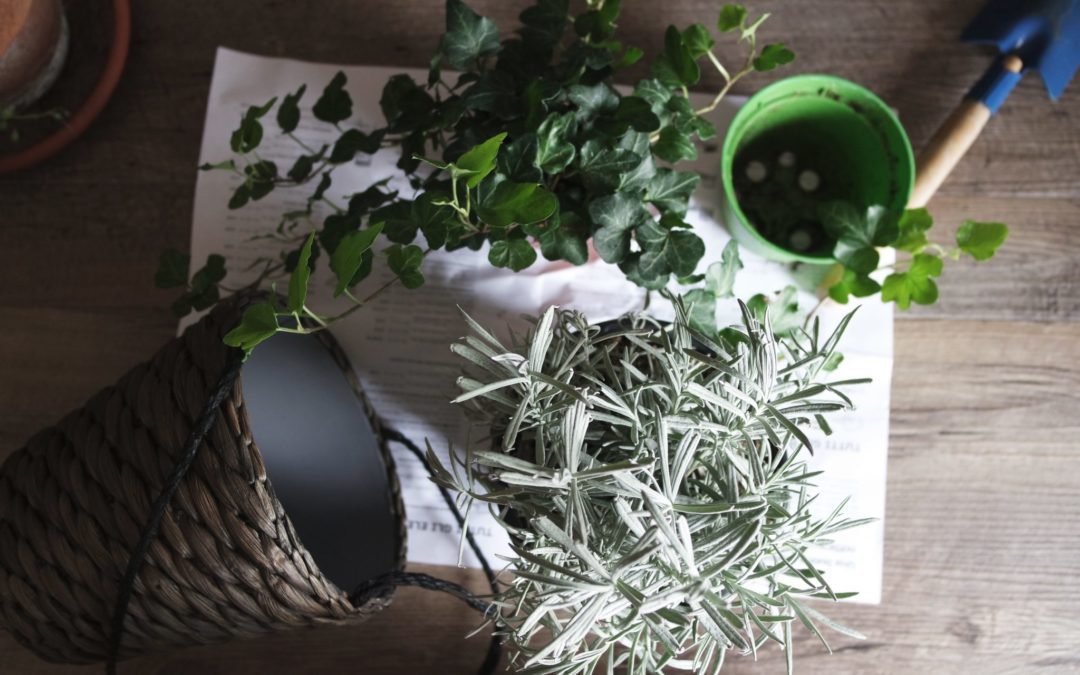 Get Gardening Questions Answered… For Free!